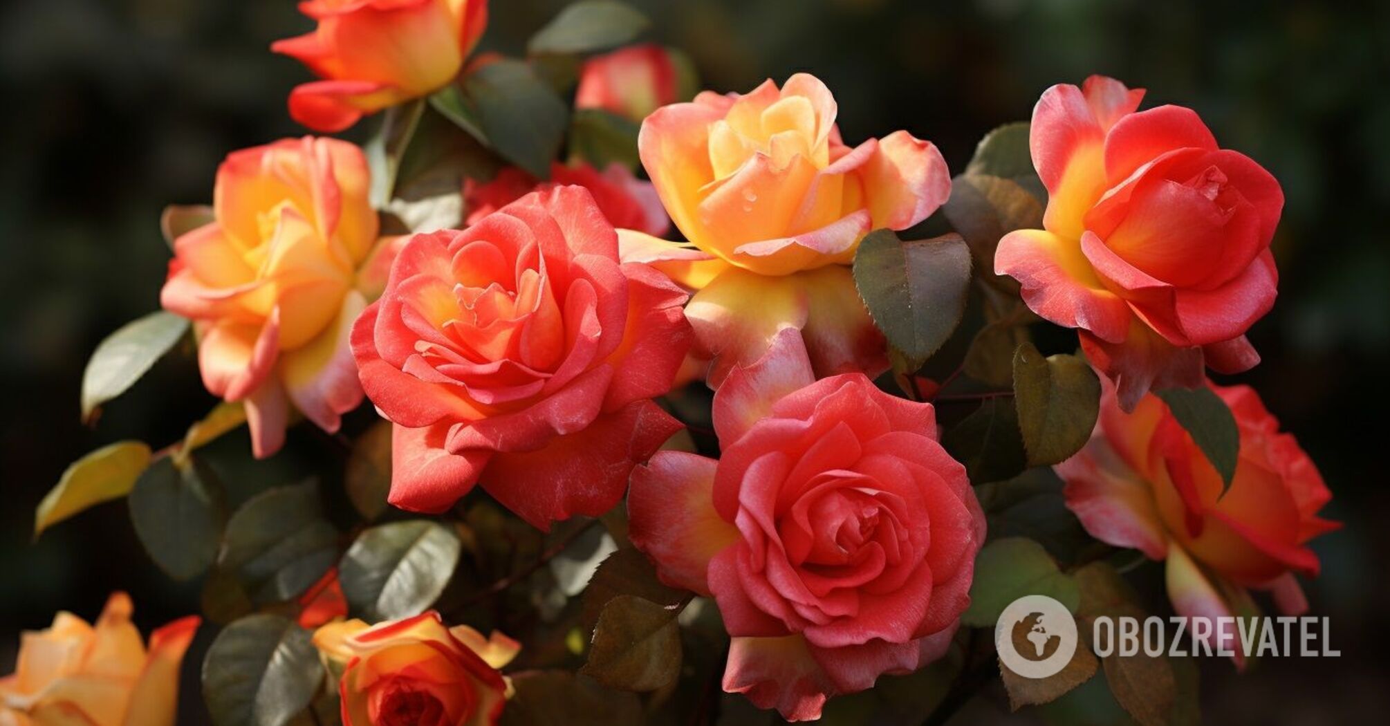 How to transplant roses in the fall: tips that will help protect ...