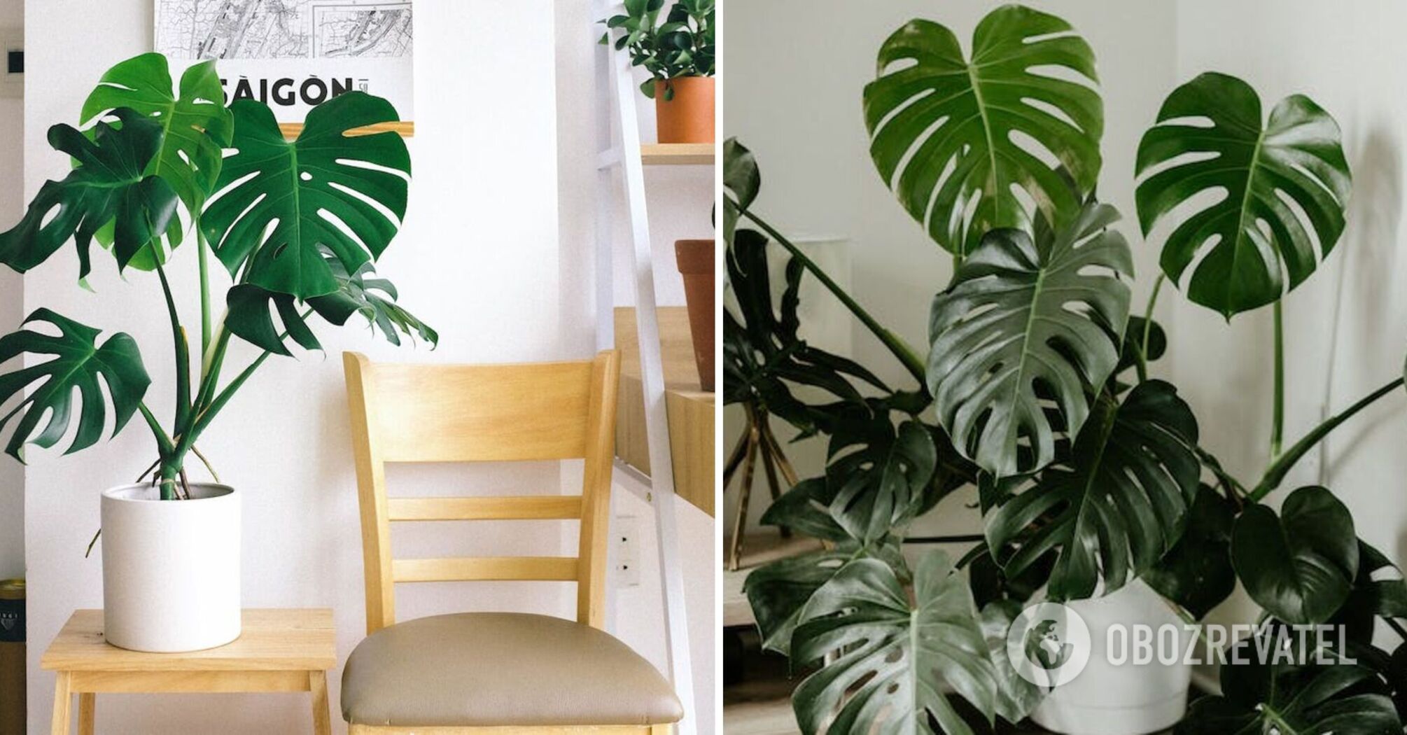 Monsteras can grow into giants: what fertilizer to use to nourish the plant