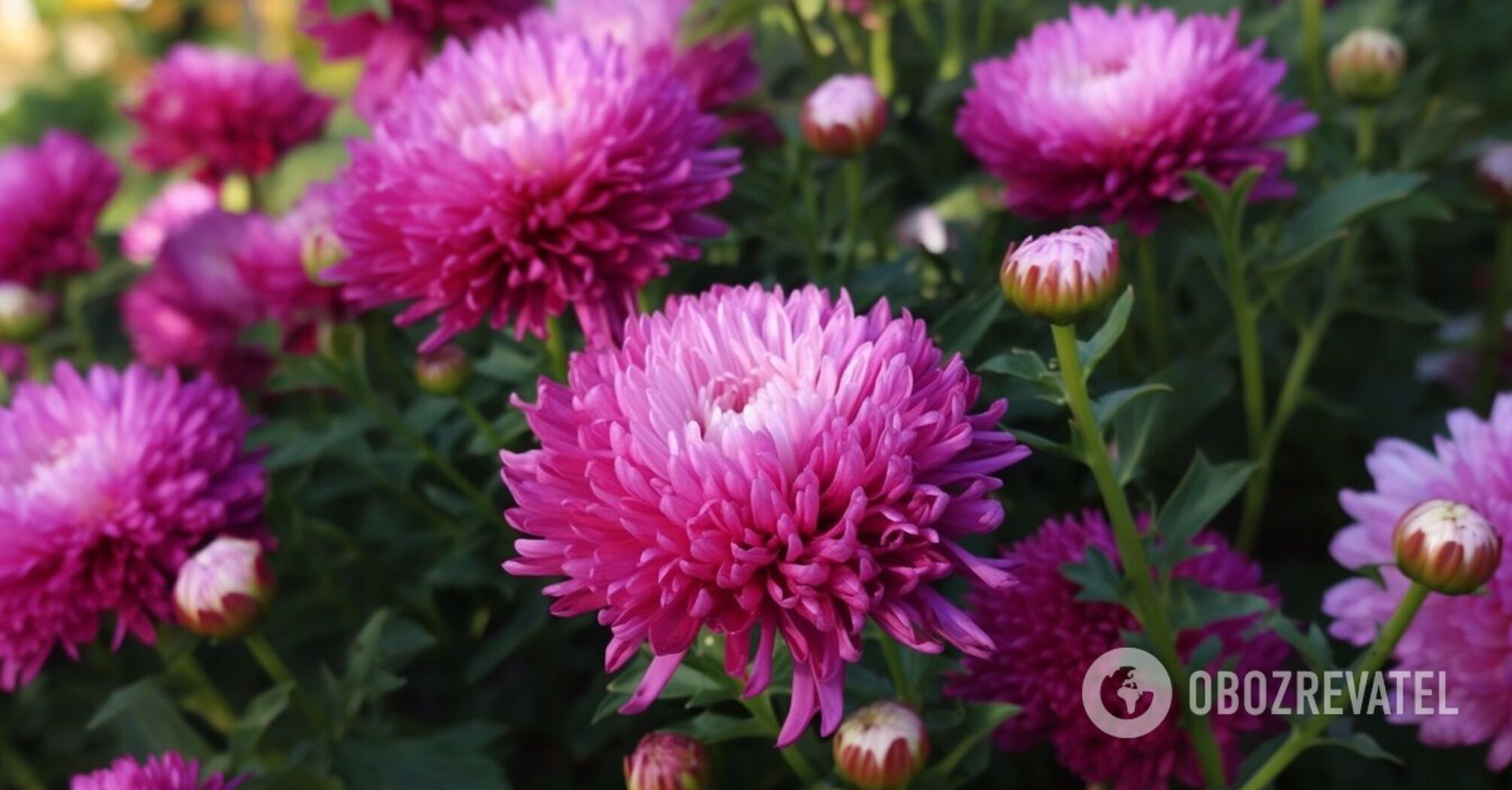 How to plant asters before winter: tips