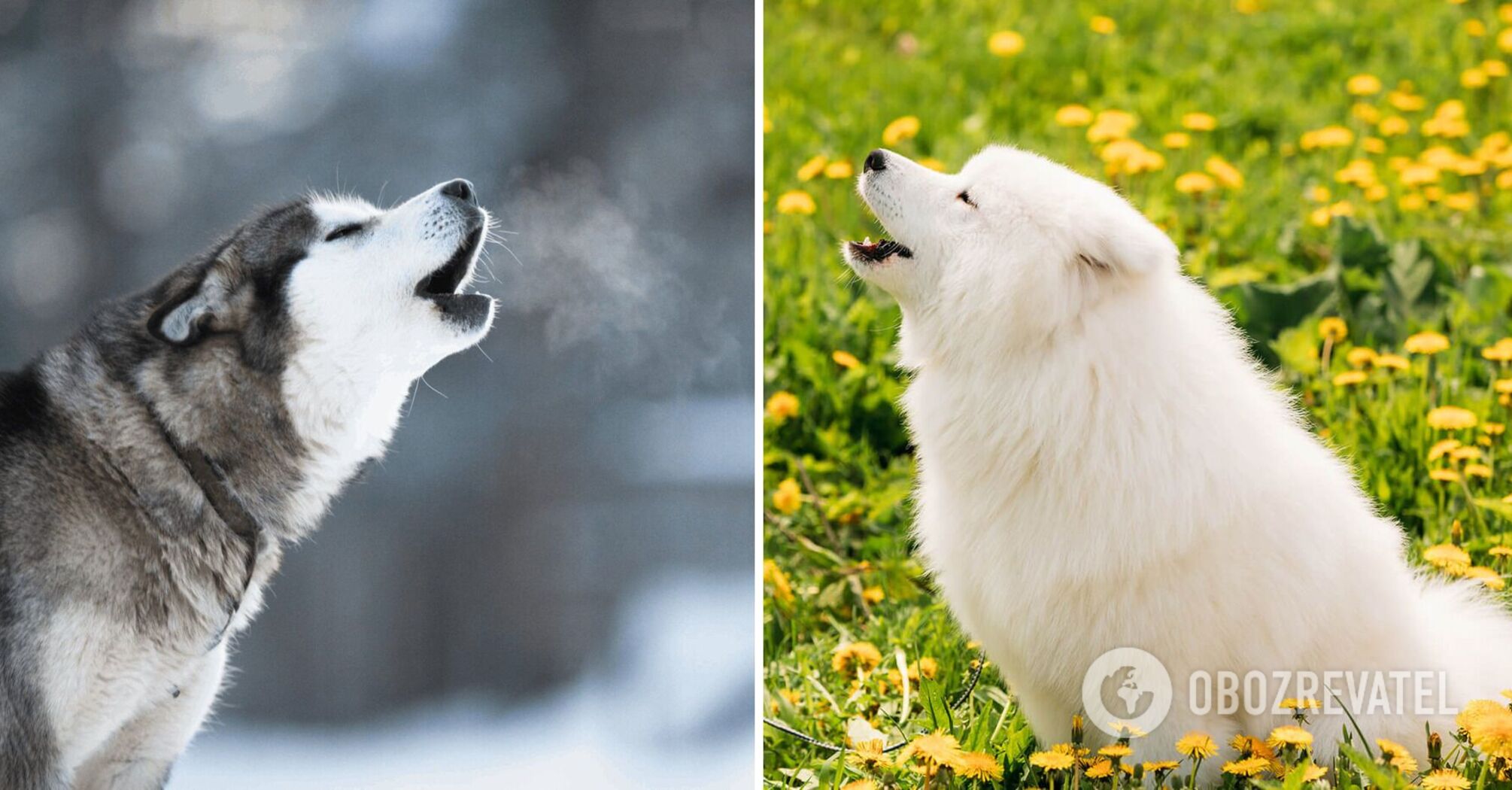 What dog breeds howl most often: what is the reason