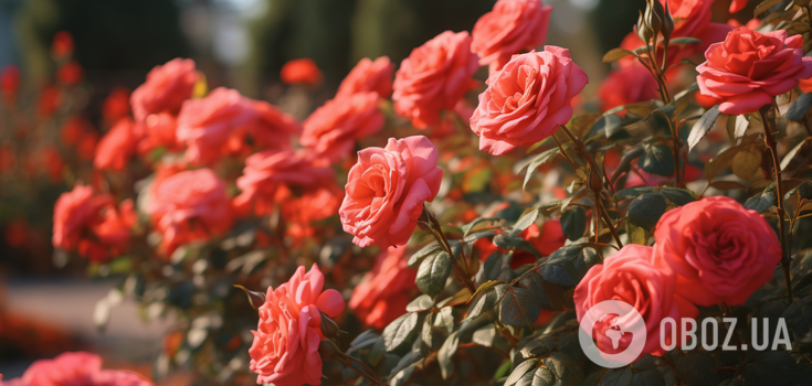 Last chance in November: how to protect roses from wind and cold
