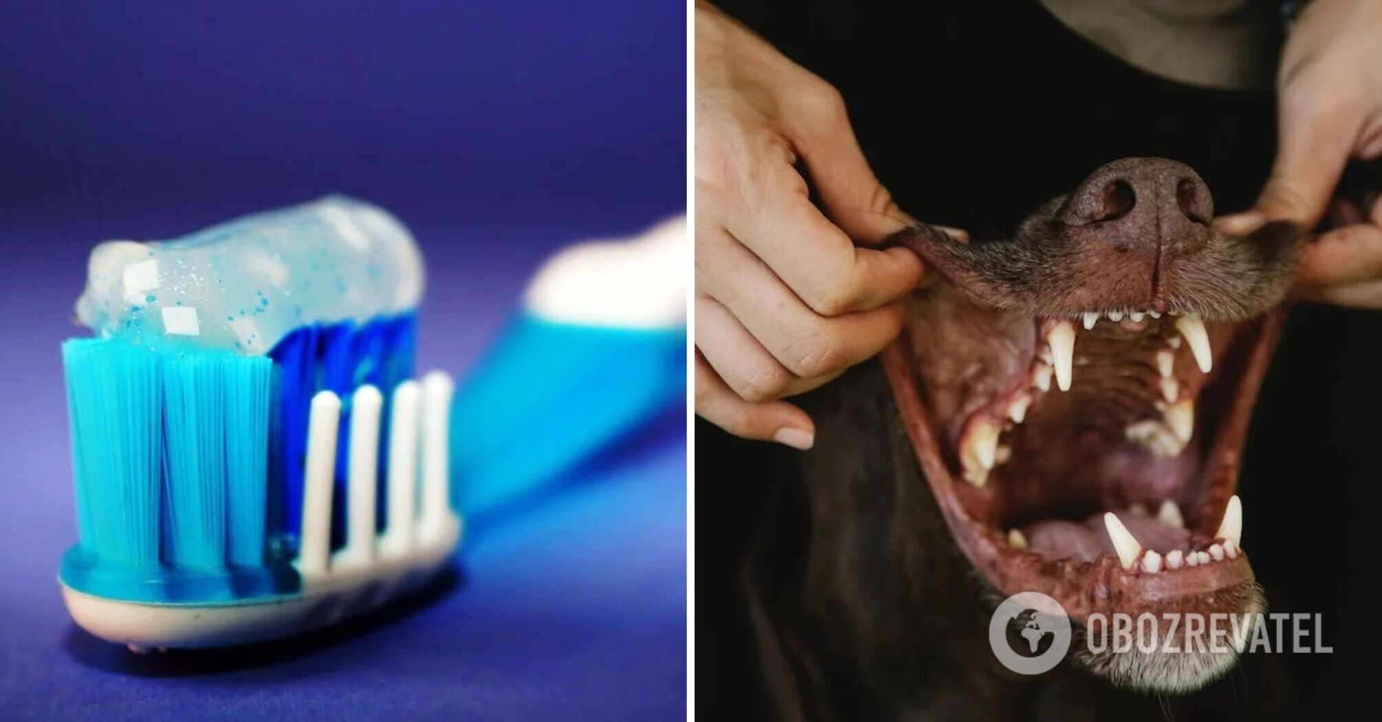 How to clean a dog's teeth: safe methods