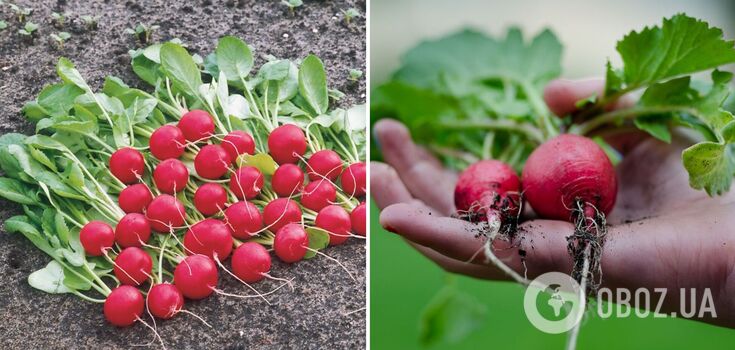 Harvest will please you in early May: how to sow radishes for winter