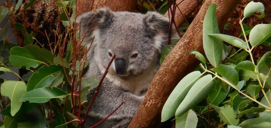 Удивительное сумчатое животное родом из Австралии