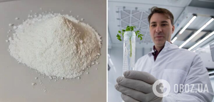 In the United States, a calorie-free sugar substitute has been developed by Elo Life, which is 300 times sweeter than sugar