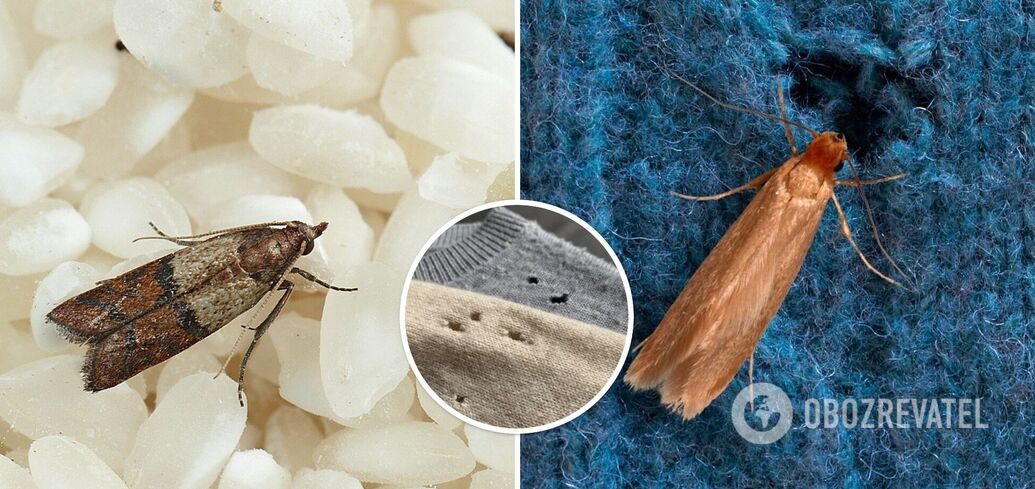 How to get rid of moths at home - life hacks with a long-lasting effect