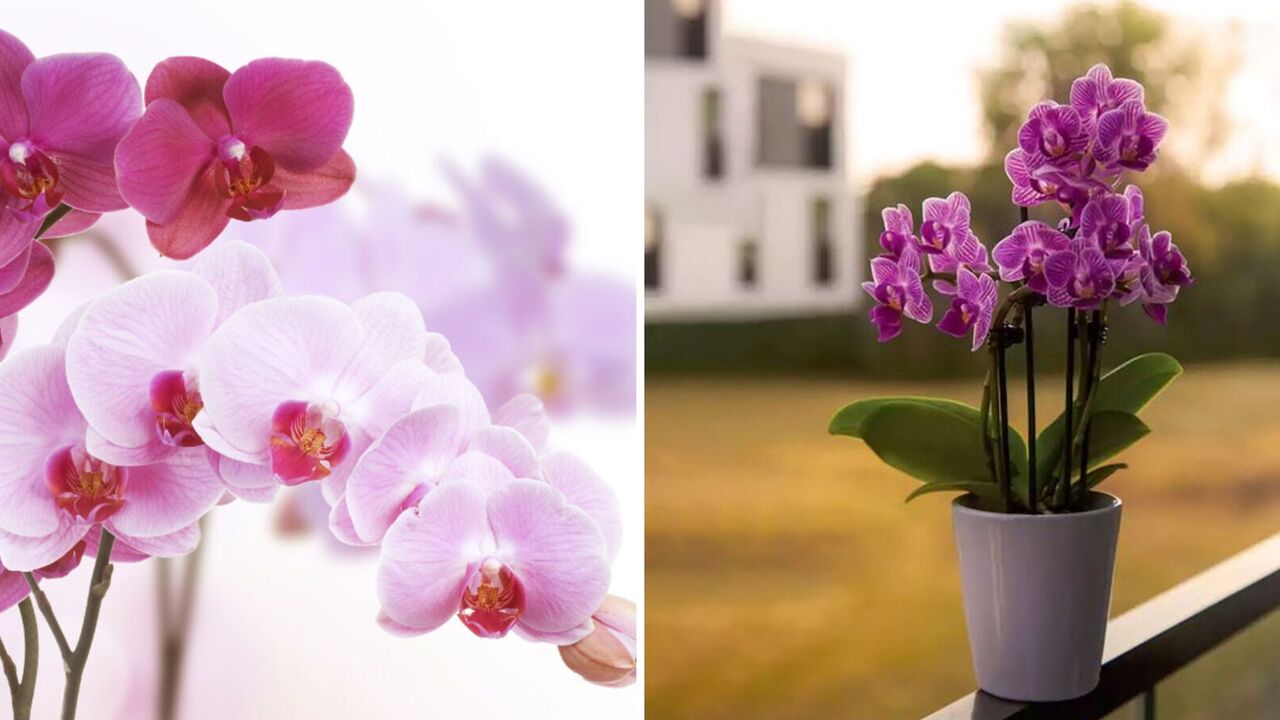 How to determine the age of an orchid at home and in the store: an easy way