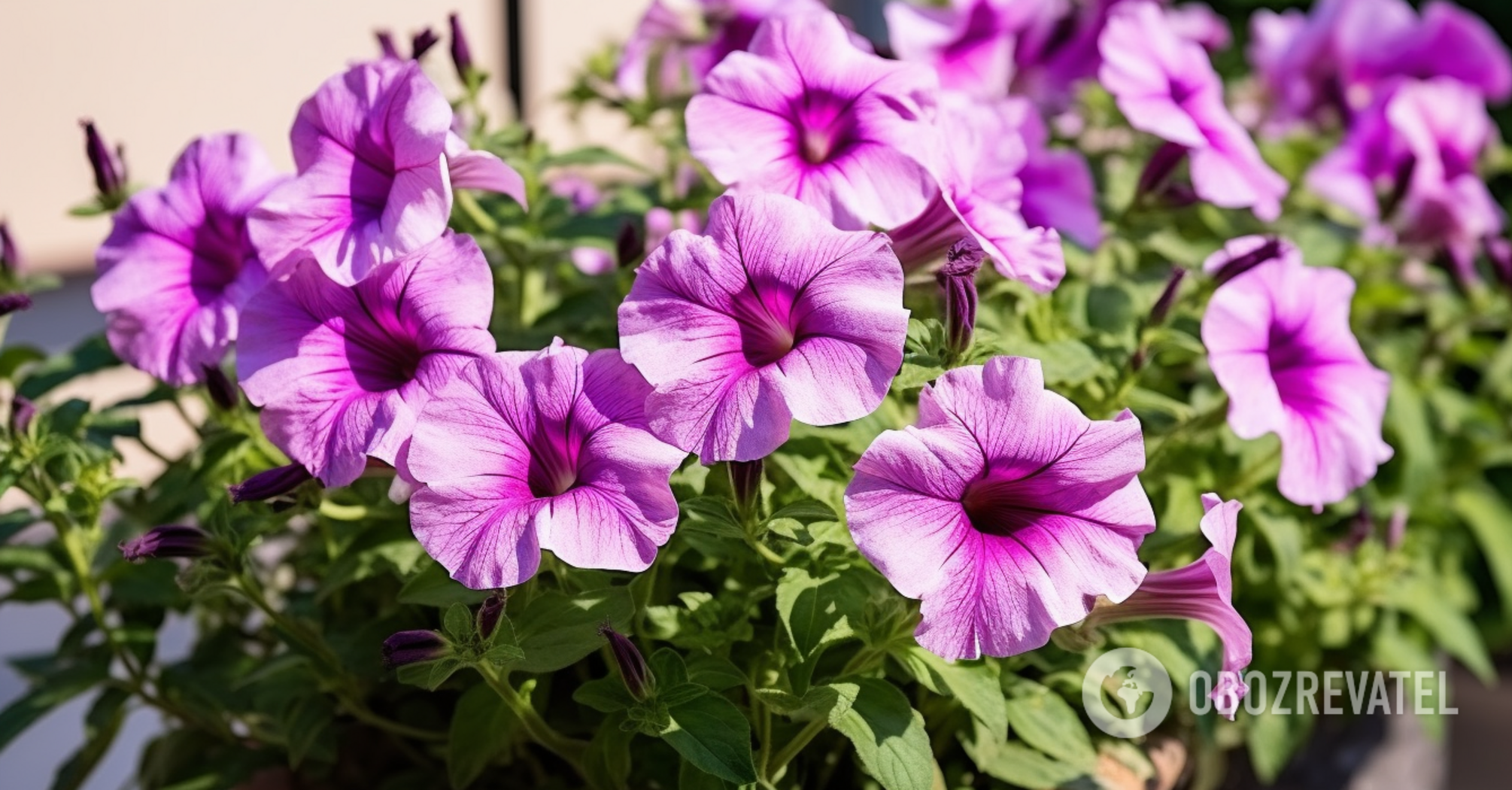 Time-consuming: what flowers to sow for seedlings in winter