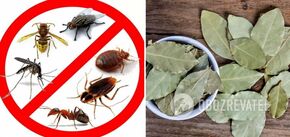 How to drive pests out of your home: a simple life hack with bay leaves