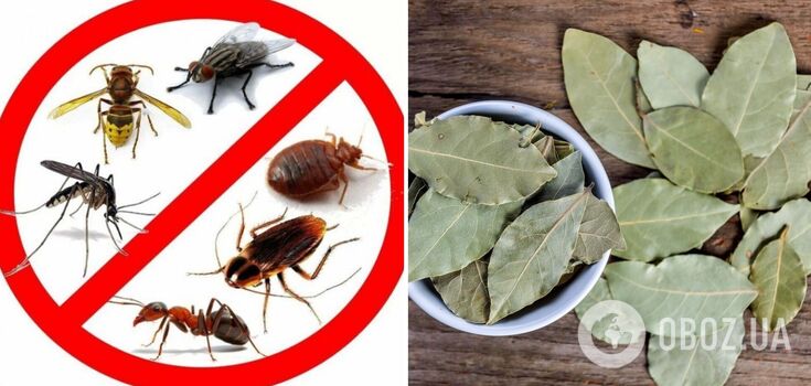 How to drive pests out of your home: a simple life hack with bay leaves