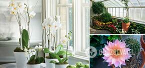 Not going to bloom: which plants should not be placed next to orchids