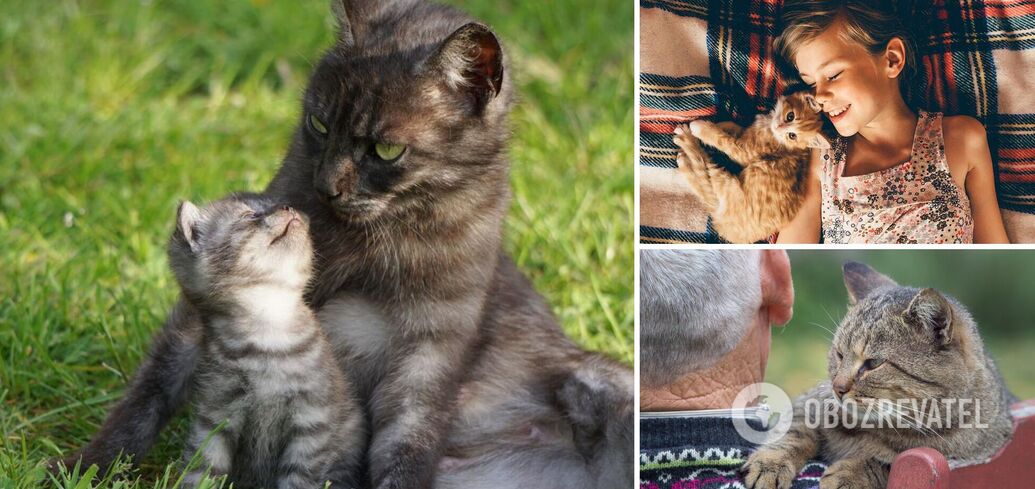 How to determine the "human" age of your cat: a table