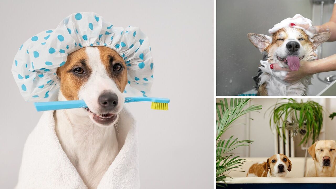 How to bathe a dog: tips on frequency of procedures and shampoo selection