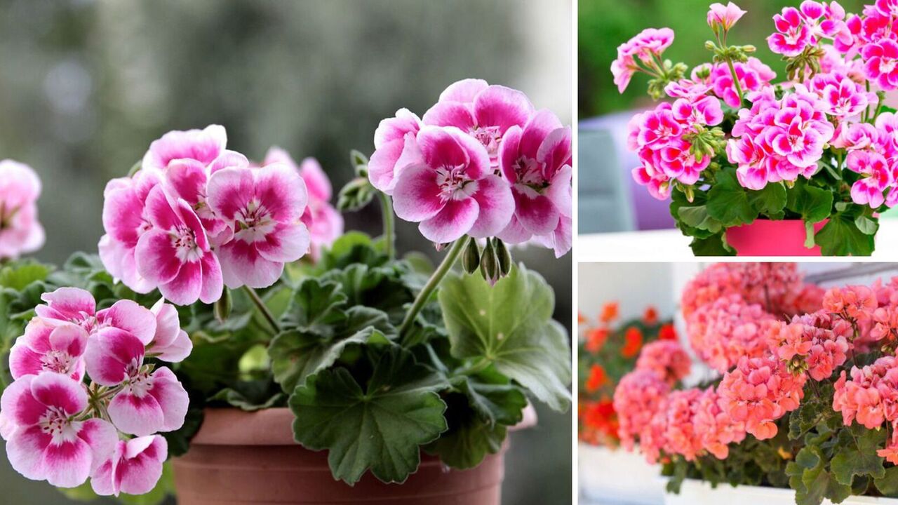 Give your geranium a new lease on life: the fertilizer that is best for the flower