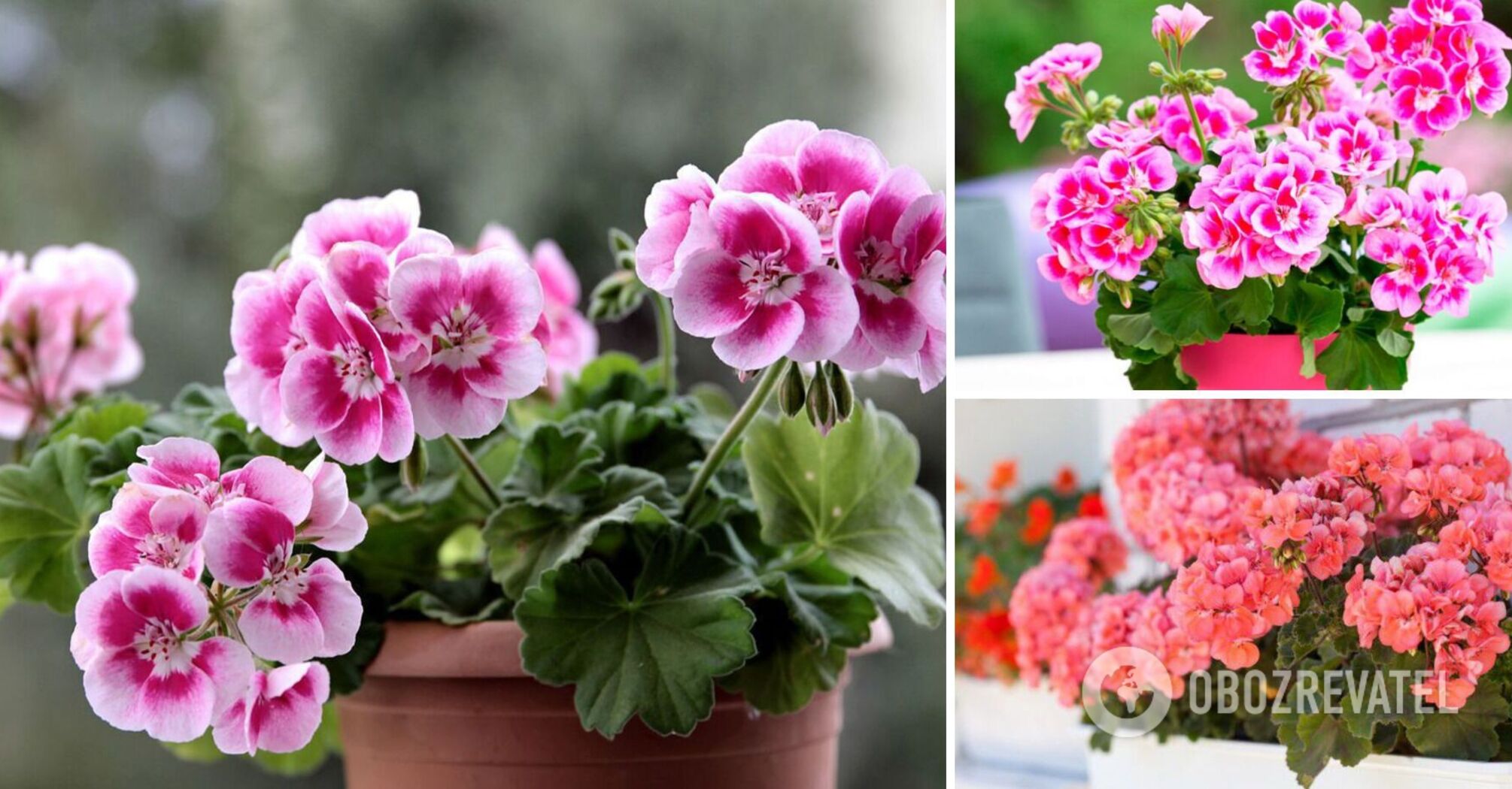 What fertilizer is suitable for geraniums - how to nourish the flowers