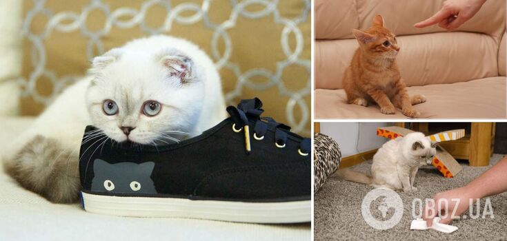 How to get rid of the smell of cat urine: three ways to restore items