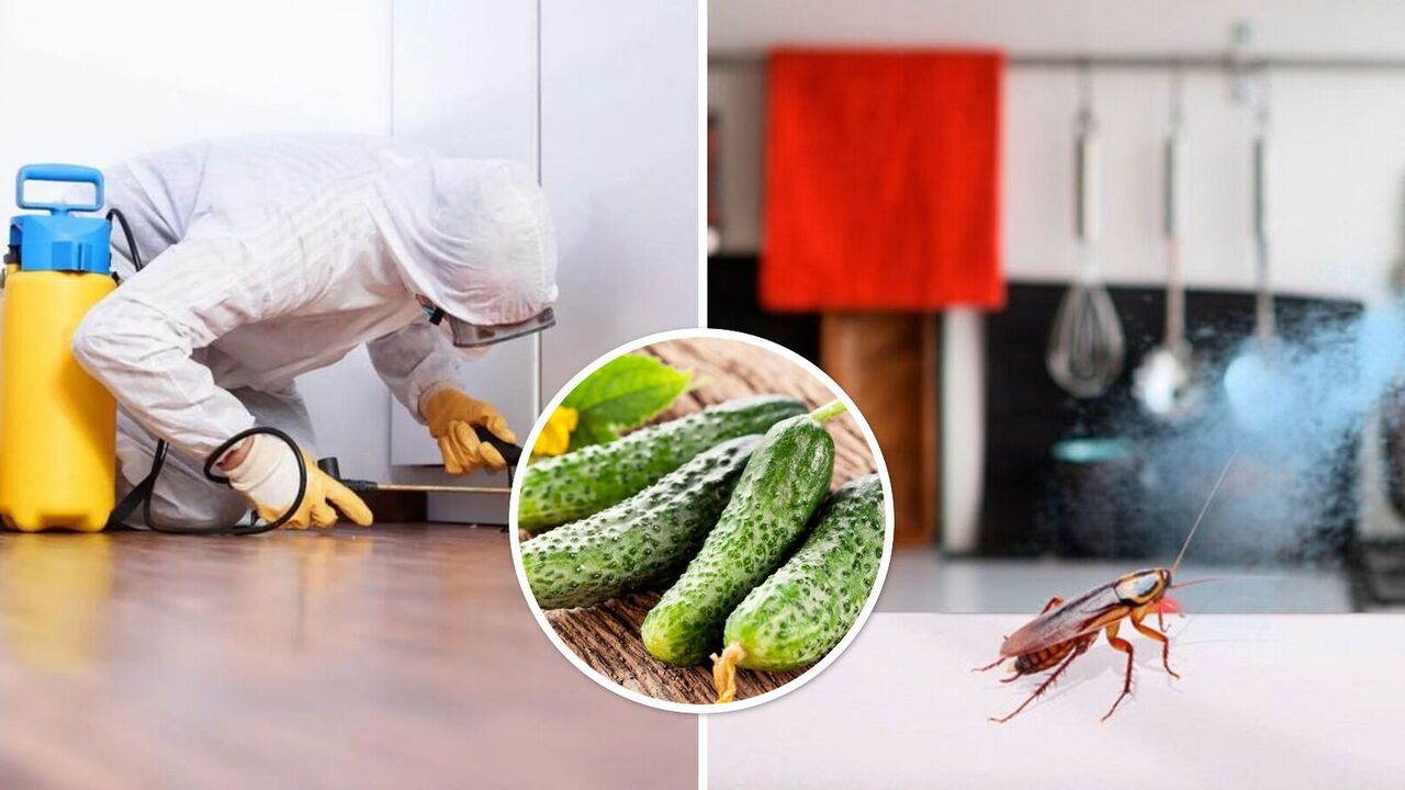 How to drive away cockroaches with one product from the refrigerator: what is the best insect repellent
