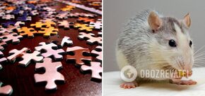 Find a mouse in 5 seconds: an engaging puzzle game