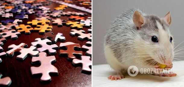 Znajdź mysz w 5 sekund: wciągająca gra logiczna