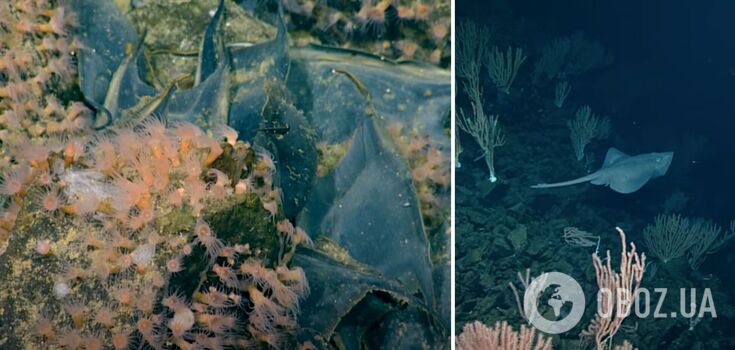 Starożytny wulkan pokryty milionami gigantycznych jaj odkryty na dnie oceanu