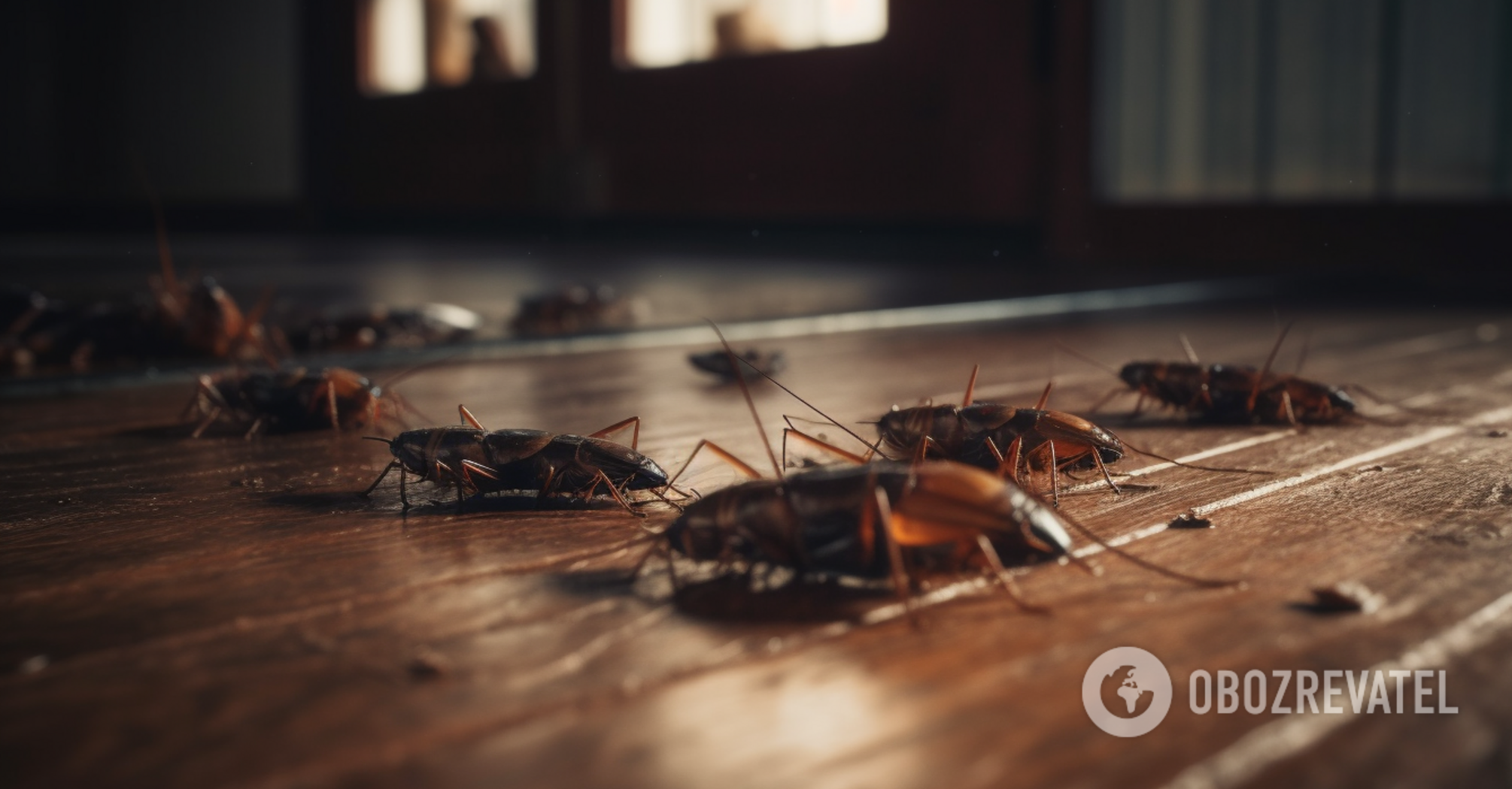 How to drive away cockroaches: three proven grandmother's methods