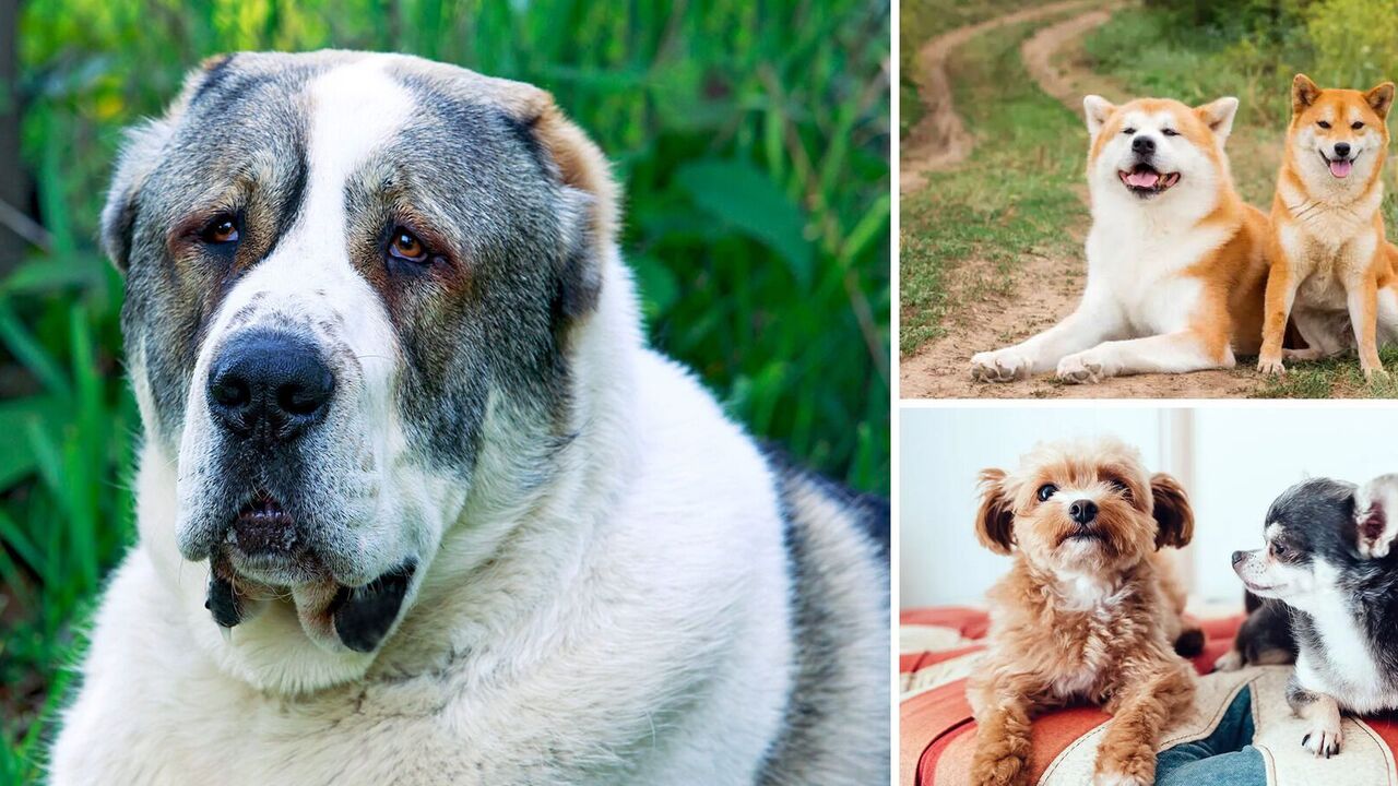 Cute at first sight only: which dog breeds families with children should not choose