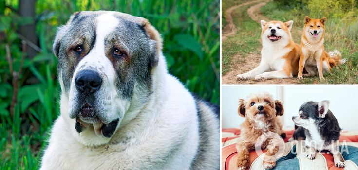 Cute at first sight only: which dog breeds families with children should not choose
