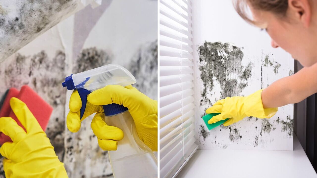 How to get rid of mold at home: grandma's trick