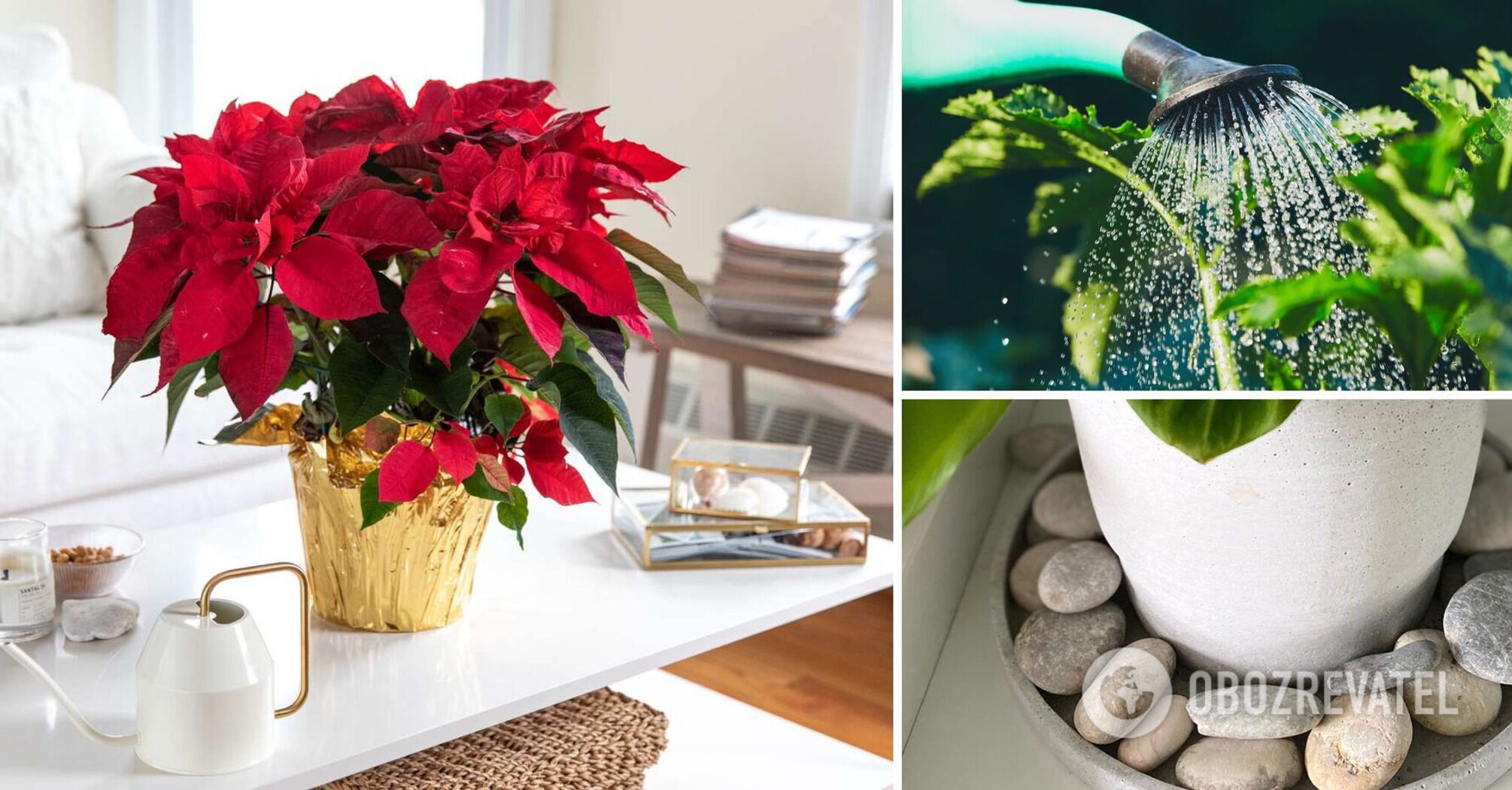 How to care for the Christmas poinsettia flower so that it pleases the eye for the holidays