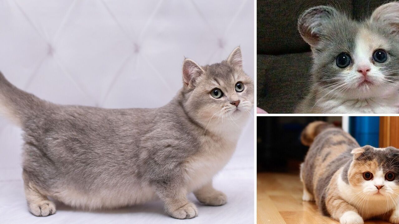 The smallest cat breeds: what animals will delight children