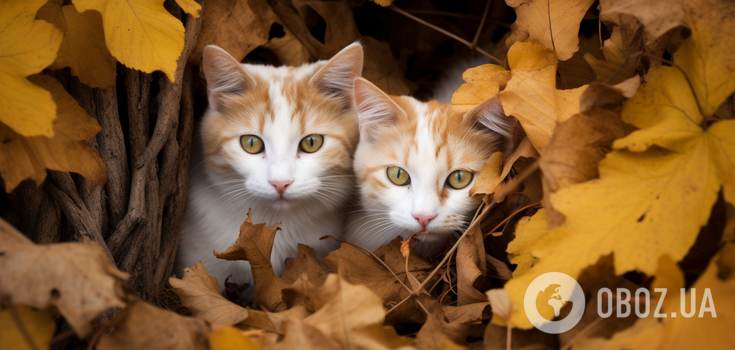 A puzzle for geniuses: only the smartest will find all the cats in this picture
