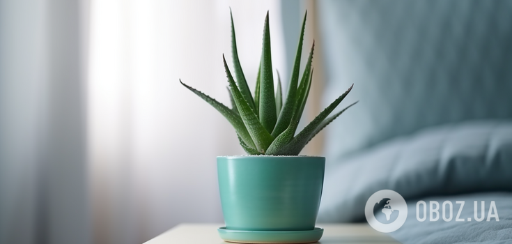 They do not like frequent watering: which indoor flowers need less care in winter