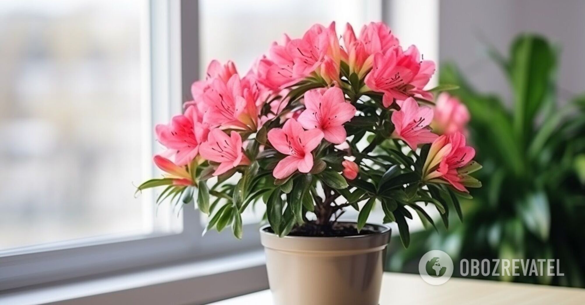 Not suitable for busy people: which indoor flowers require the most care