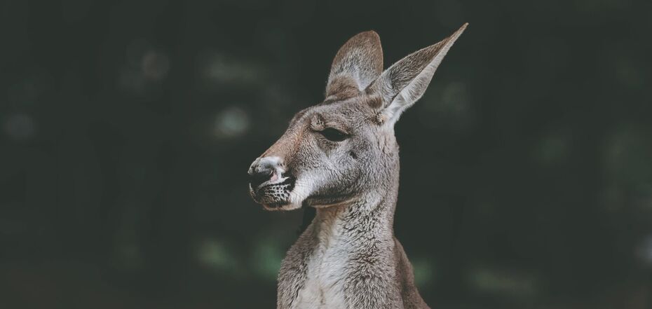 Кенгуру как символ Австралии