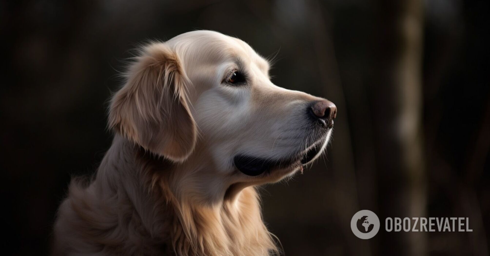 Some dogs consider themselves humans: what indicates this