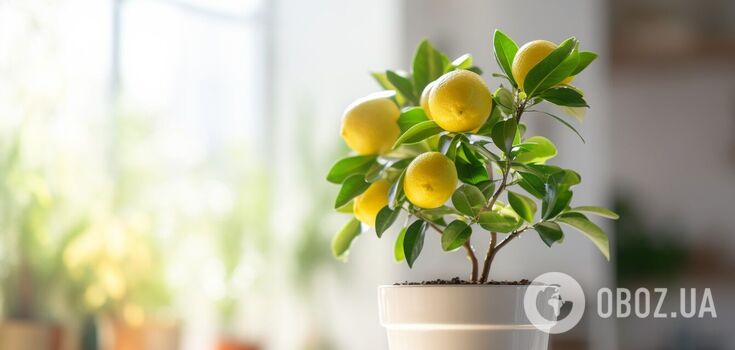 How to grow lemon from seed at home: when will the first fruits be