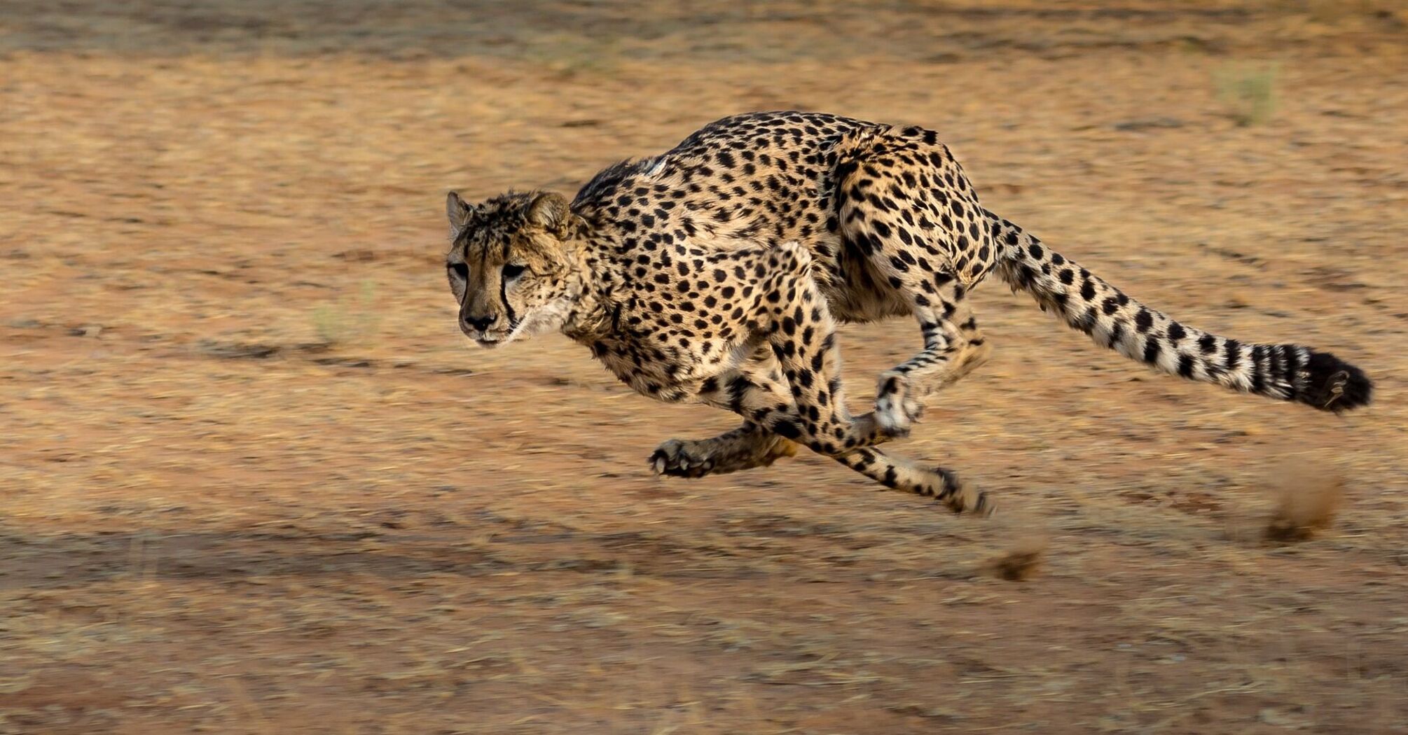 Погляди на дивовижну швидкість наземних тварин
