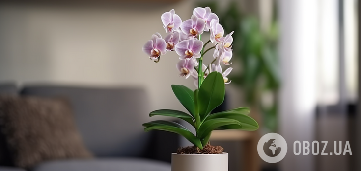 How not to "kill" your orchid in winter: four fatal mistakes for the indoor flower