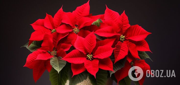 Poinsettia will bloom even after Christmas: how to care for the flower properly