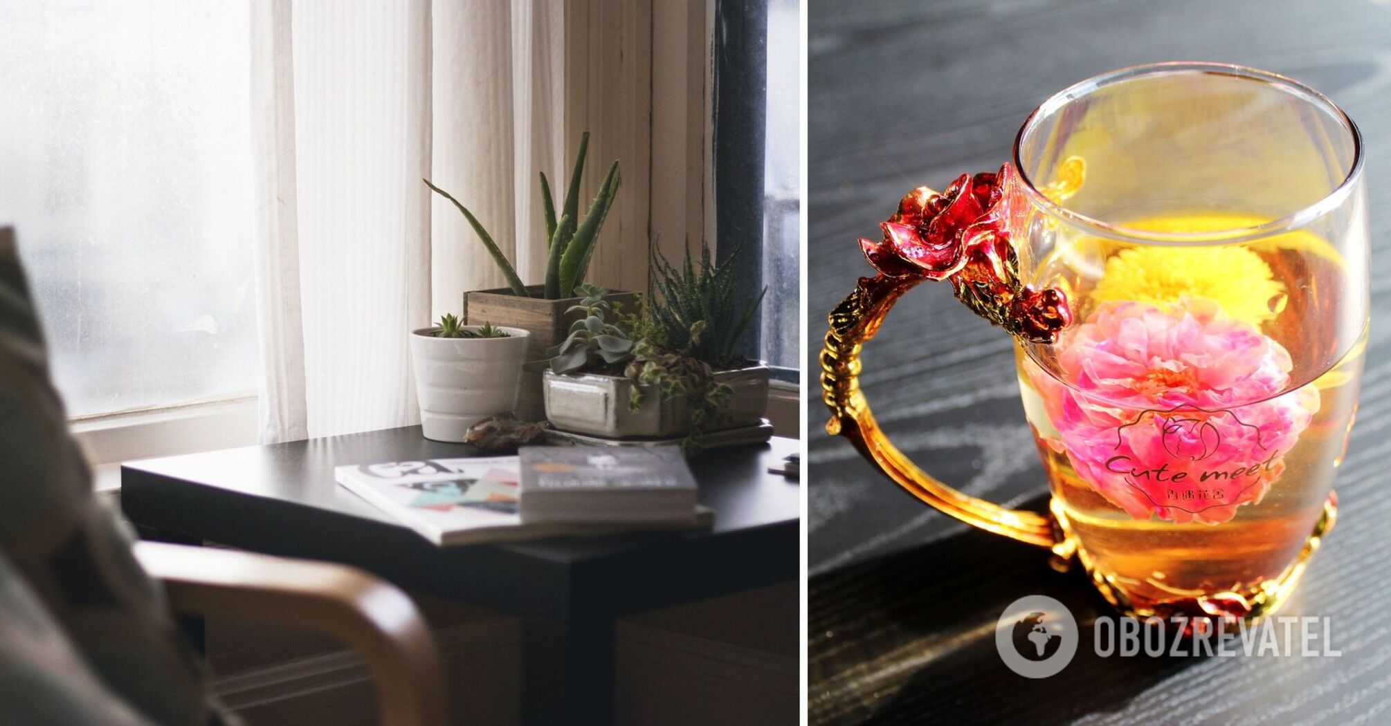 5 indoor plants with a powerful sedative effect