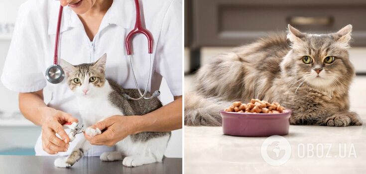 How to prolong a cat's life: 5 mistakes that shorten your pet's lifespan