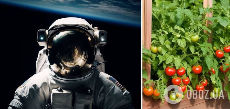 Astronauta NASA zgubił pomidory na ISS: oto, co się z nimi stało po 8 miesiącach w kosmosie. Zdjęcie
