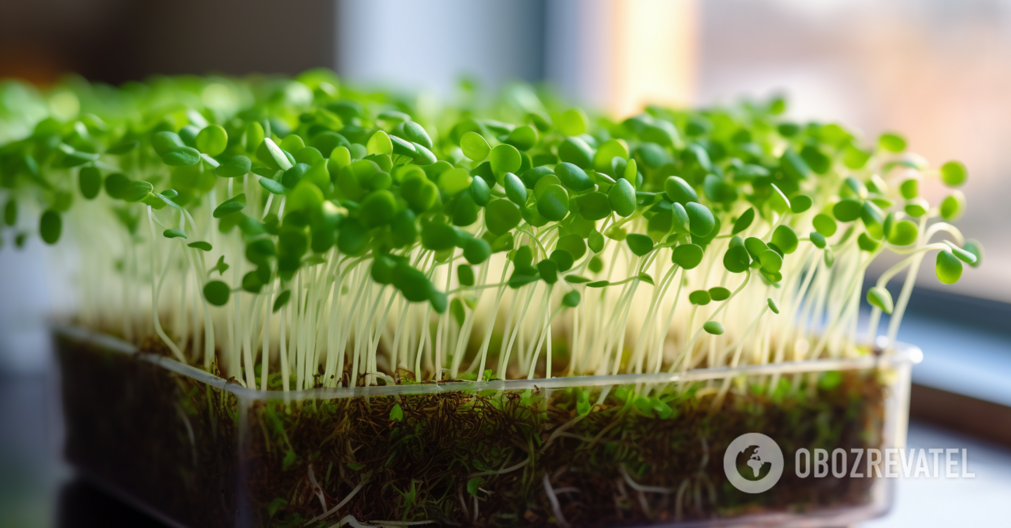 Which microgreens are the easiest to grow at home: 11 options