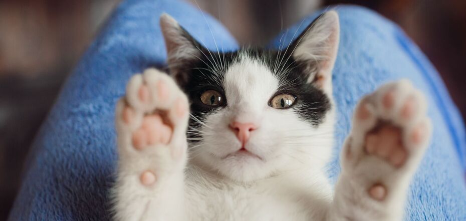 Не все коты мурлыкают