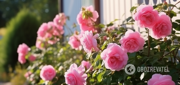 Will grow quickly in spring: how and when to prune climbing roses in winter