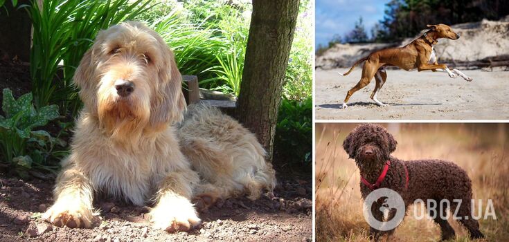 Some breeds of dogs can disappear: the rarest breeds