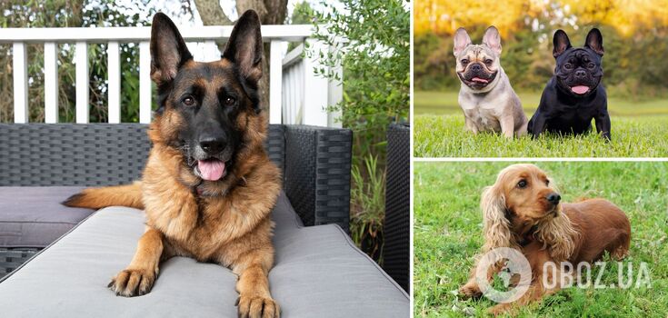 "Breeds with a "twist": dog breeds that beginners should not get