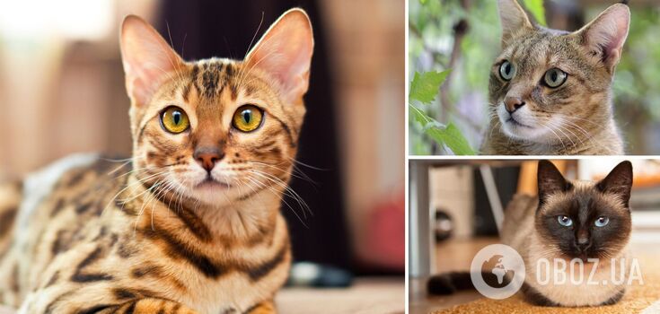 The most dangerous cat breeds: who is better not to have in families with children