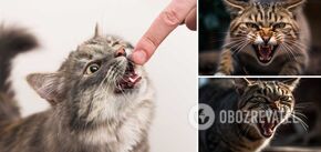 Which cats are too aggressive: breeds that can become dangerous