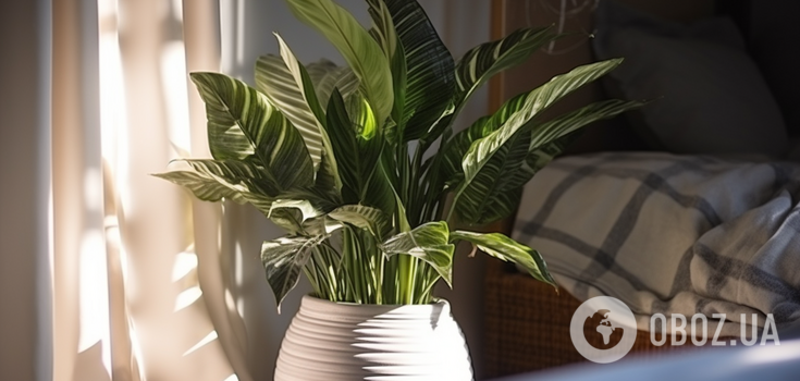Which indoor flowers grow for decades: the most beautiful variants